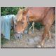 horse-riding054.jpg