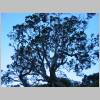 Whakatane_und_Ohope_Beach022.jpg