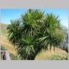 Whakatane_und_Ohope_Beach038.jpg