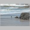 Whakatane_und_Ohope_Beach113.jpg