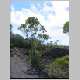 Rangitoto008.jpg